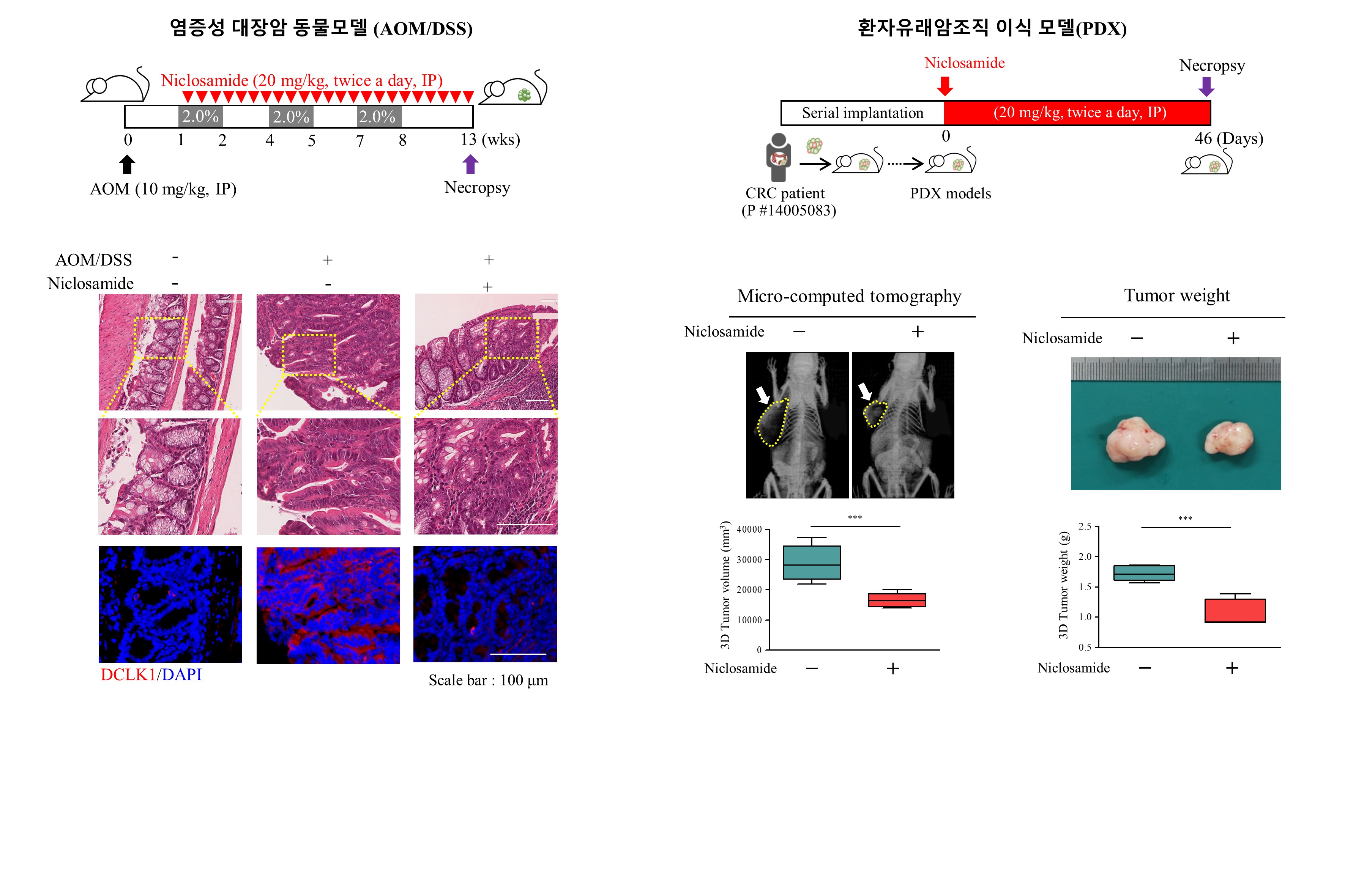 Professor Jeong-Seok Nam's research team creates cost-effective chemotherapy to target cancer stem cell through development of new drugs 이미지
