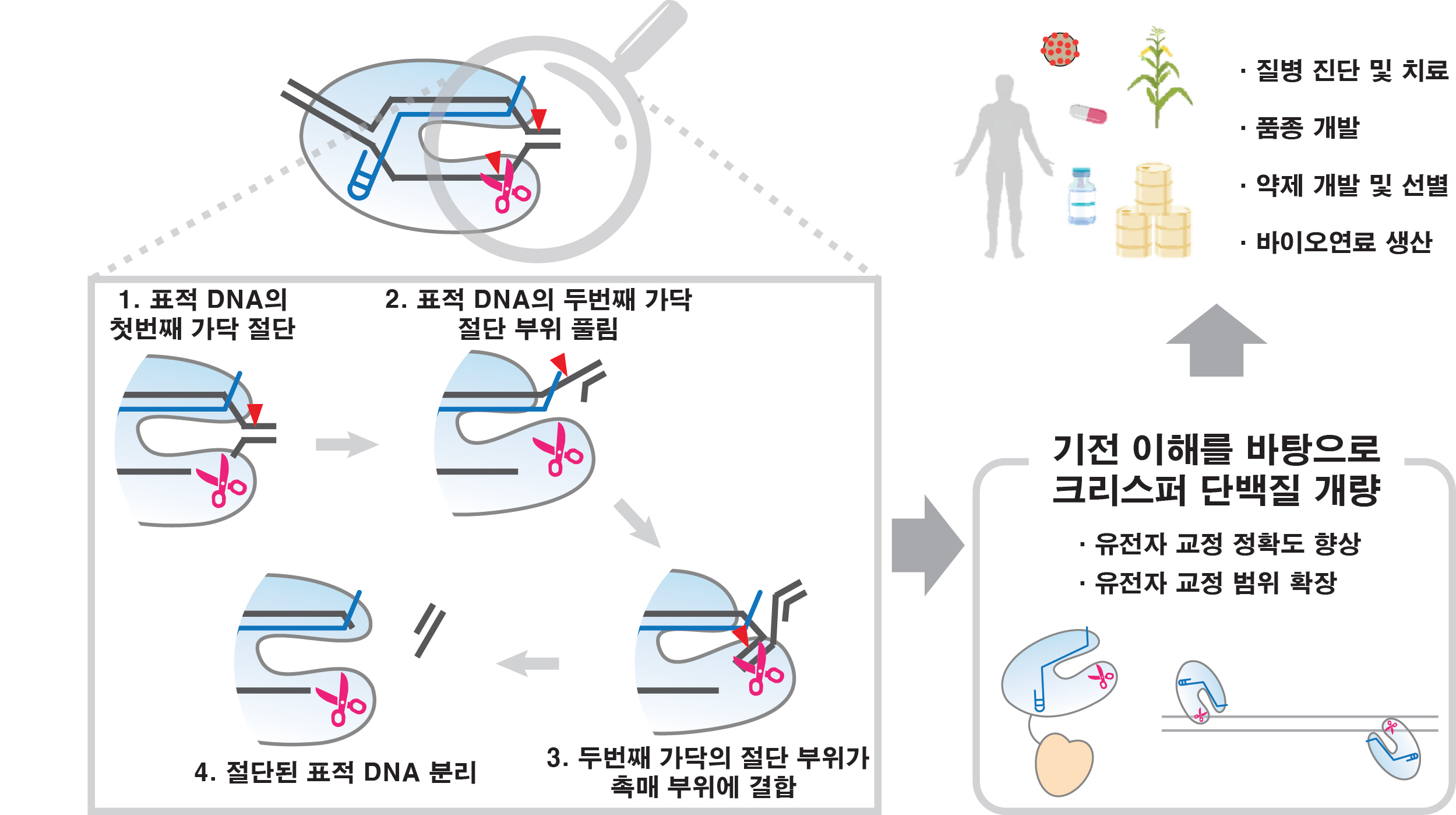 Prinicpal researcher Sanghwa Lee's research team finds clues to overcome the limitations of gene scissors 이미지