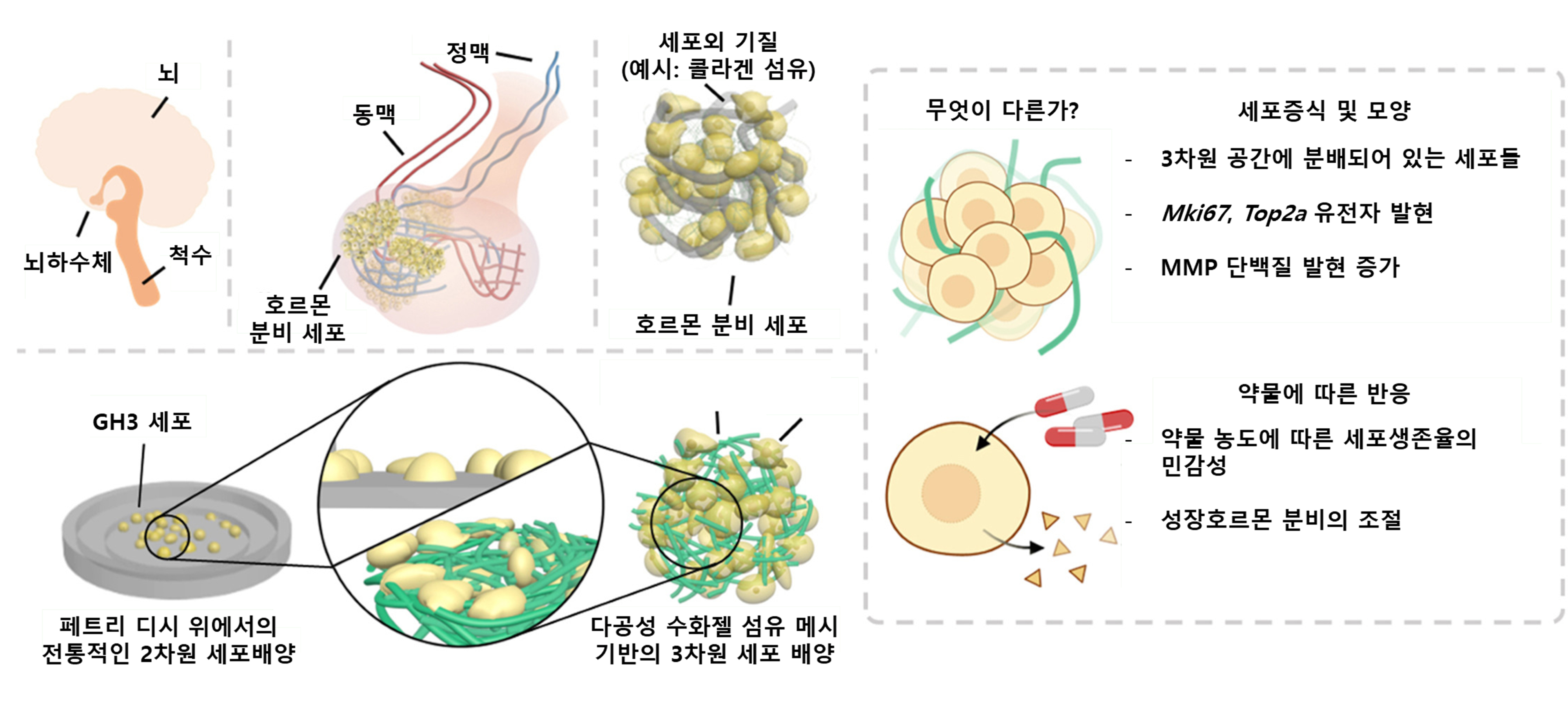 The joint research team of Professors Chang-Myung Oh and Myung-Han Yoon develops a pituitary tumor model for the treatment of acromegaly... Laying the foundation for research on non-surgical drug treatments 이미지