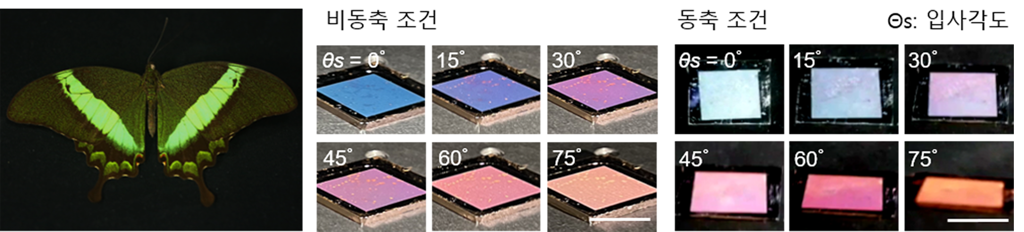 "Focusing on the mysterious emerald butterfly wings" Professor Young Min Song's research team uses an ultra-thin retroreflective platform to develop a multi-image display that looks different depending on the observation direction 이미지