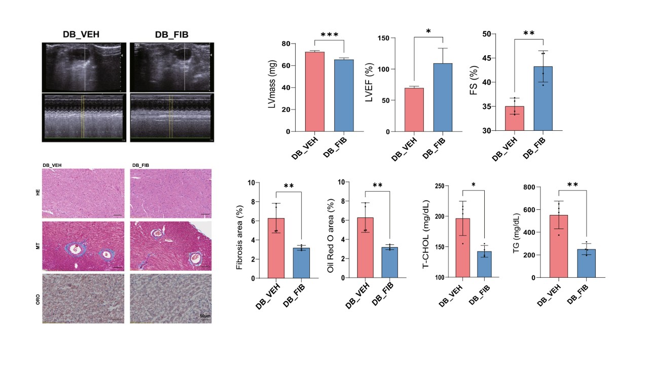 GIST, hyperlipidemia treatment fenofibrate proven effective in preventing heart failure caused by obesity and diabetes 이미지