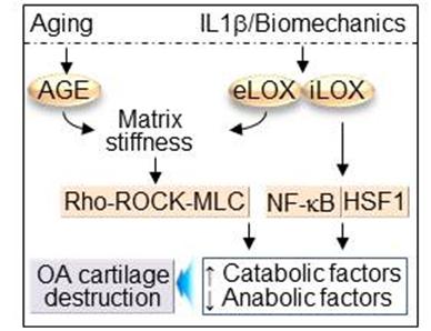 전장수 교수, 노화 및 외상에 의한 퇴행성관절염의 병리기전 규명 이미지