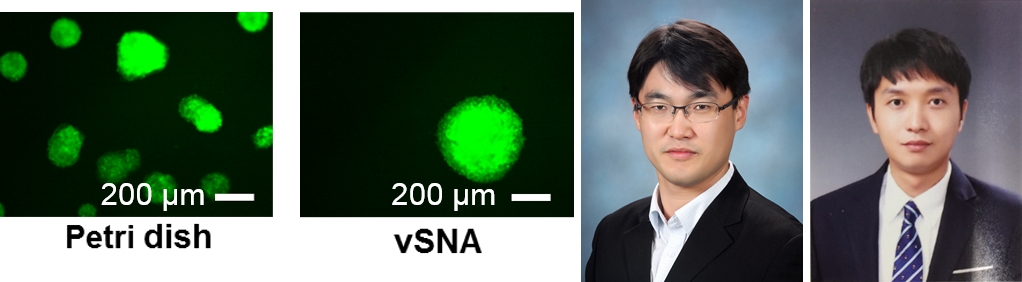 [보도자료] 윤명한 교수팀, 유도만능줄기세포 대용량 배양 위한 나노 플랫폼 개발 이미지