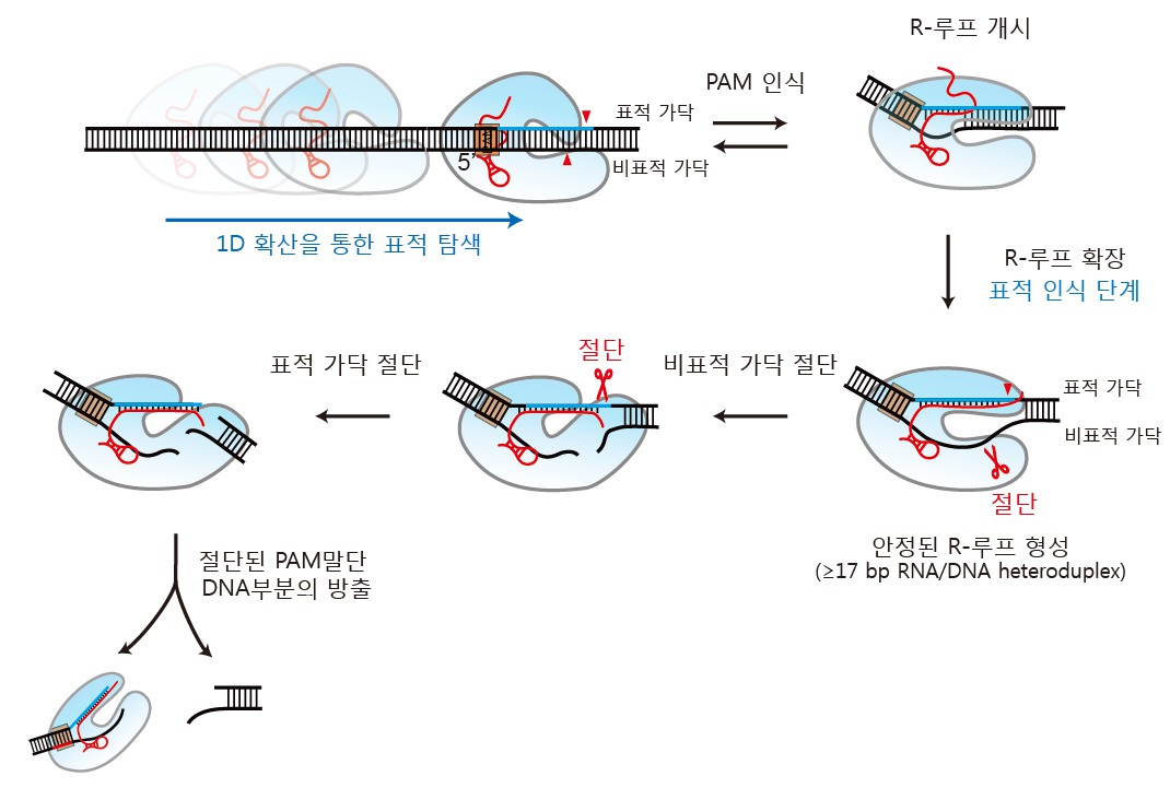 고등광기술연구소  이상화 연구원 공동연구팀,  크리스퍼 기반 유전자 교정기술의 핵심 단백질 중 하나인 Cas12a의 DNA 표적 탐색 및 절단 메커니즘 규명 이미지