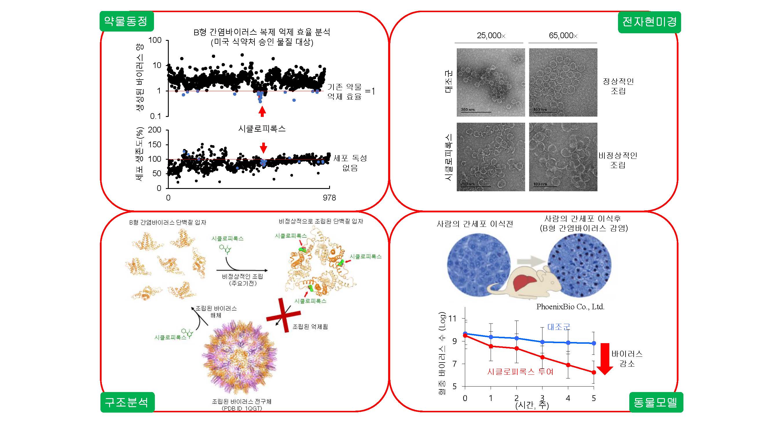 박성규 교수 공동연구팀, 미FDA 승인받은 피부치료약물을 활용한 B형 간염치료제 개발로 신약재창출 이미지