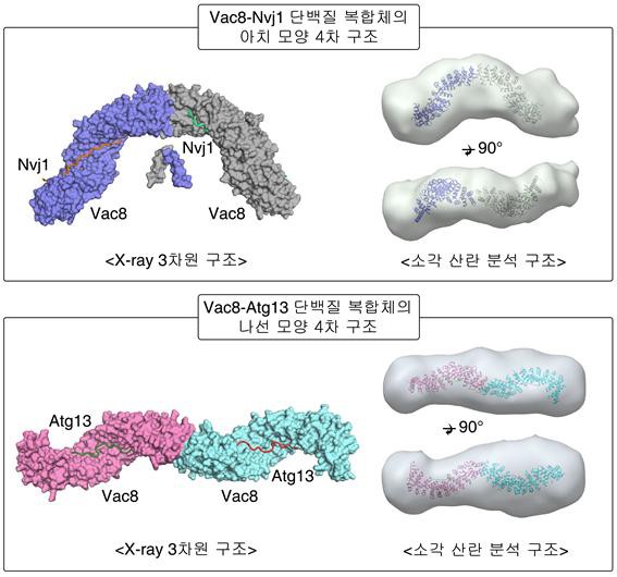 전영수 교수 공동연구팀, 세포 속 청소 돕는 단백질 복합체 구조 규명 이미지