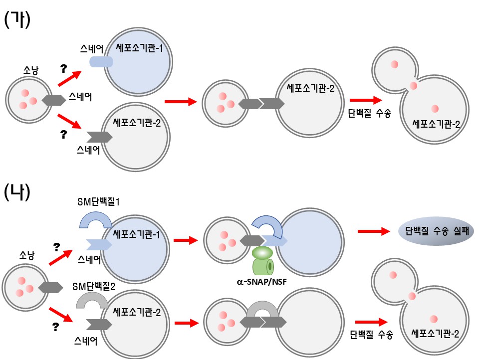 전영수 교수 공동연구팀, 세포 내 물질수송의 정확성 기전 규명 이미지