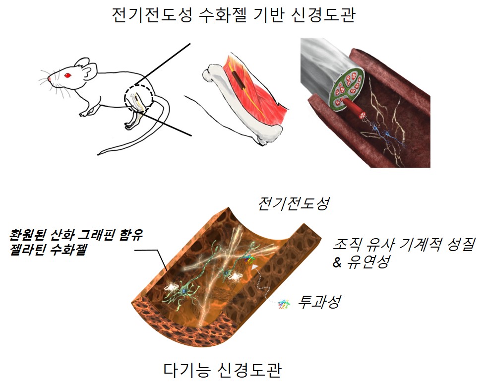 신소재 이재영 교수 공동연구팀, 손상된 신경을 재생시키는 전기전도성 수화젤 신경도관 개발 이미지