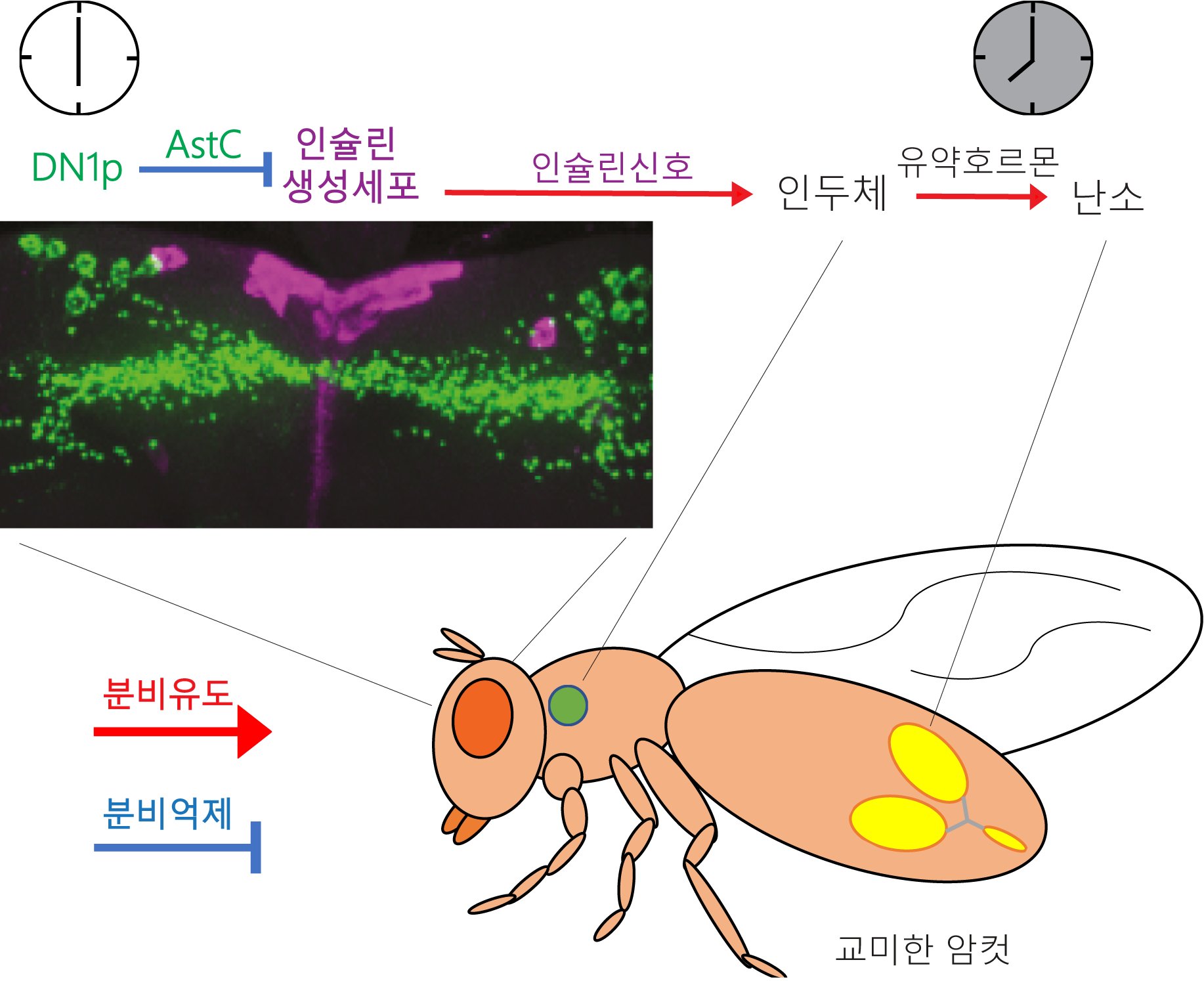 김영준 교수 연구팀, 난자형성 일주기 리듬 메커니즘 규명 이미지