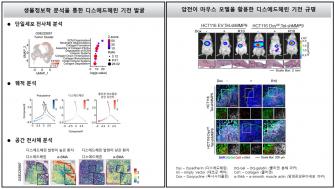 "콜라겐의 배신 - 암 전이 돕는다"  남정석 교수 연구팀,  암 전이 단백질(디스에드헤린)의 종양 악성화 기전 규명 사진