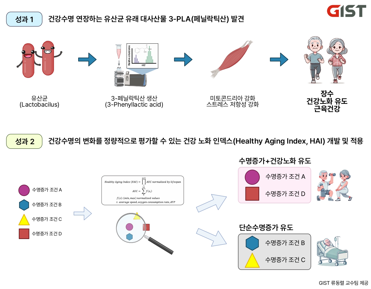 GIST-충남대병원-고려대-에이치이엠파마-아모레퍼시픽, 저속노화·노인성질환 개선 효과 있는 장내미생물(3-페닐락틱산(PLA)) 발견 이미지